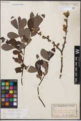 Foto von Salix cinerea L.